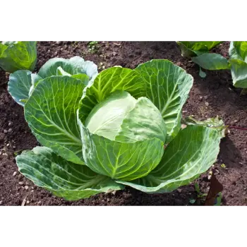 cabbage (4)-7032338-20411.webp